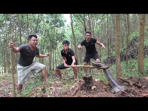 Skills Catch Biggest Python By Hand - Meet Giant Anaconda In The Forest