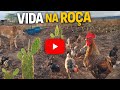 Vlog pelo SITIO criações, plantações!.