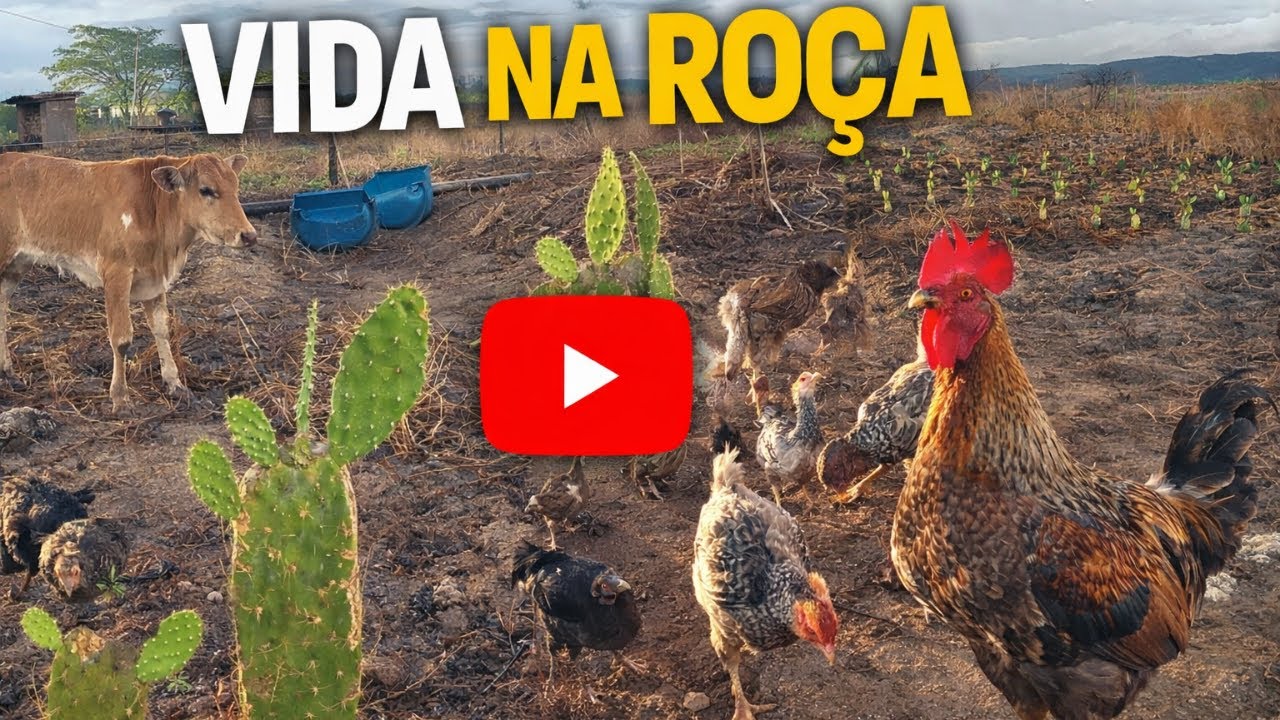 Vlog pelo SITIO criações, plantações!.
