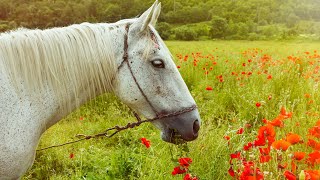 Нежная Музыка Успокаивает Нервную Систему И Радует Душу. Красивая Мелодия До Слез!