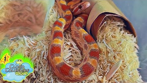 Snake Rack-DIY in PVC: Introducing the Snakes