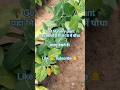 🌳Government Nursery Visit 🌿 यहां मिलते हैं ₹10-10 में पौधा, आए मिलते हैं। #farming #agriculture