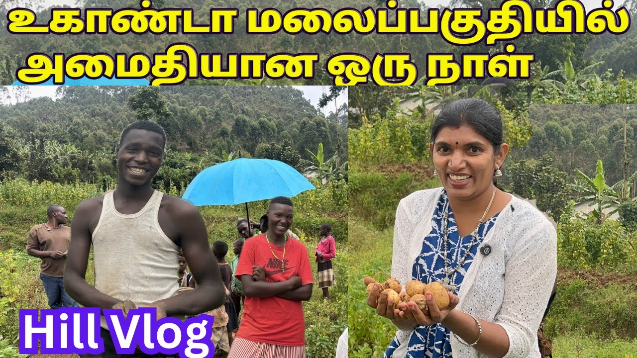 💥ஆப்பிரிக்காவில் மலைகள் சூழ்ந்த கிராம வாழ்க்கை|Potato harvesting in village farm uganda Africa
