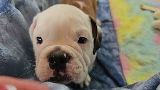 Yodel Playing! Sugarplum Bulldogs!