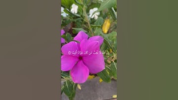 #اكسبلور #تلاوة_خاشعة #duet #حالة_وتساب #baby #قرآن_كريم_أرح_قلبك_وسمعك #cutebaby