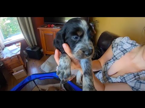 6 week old