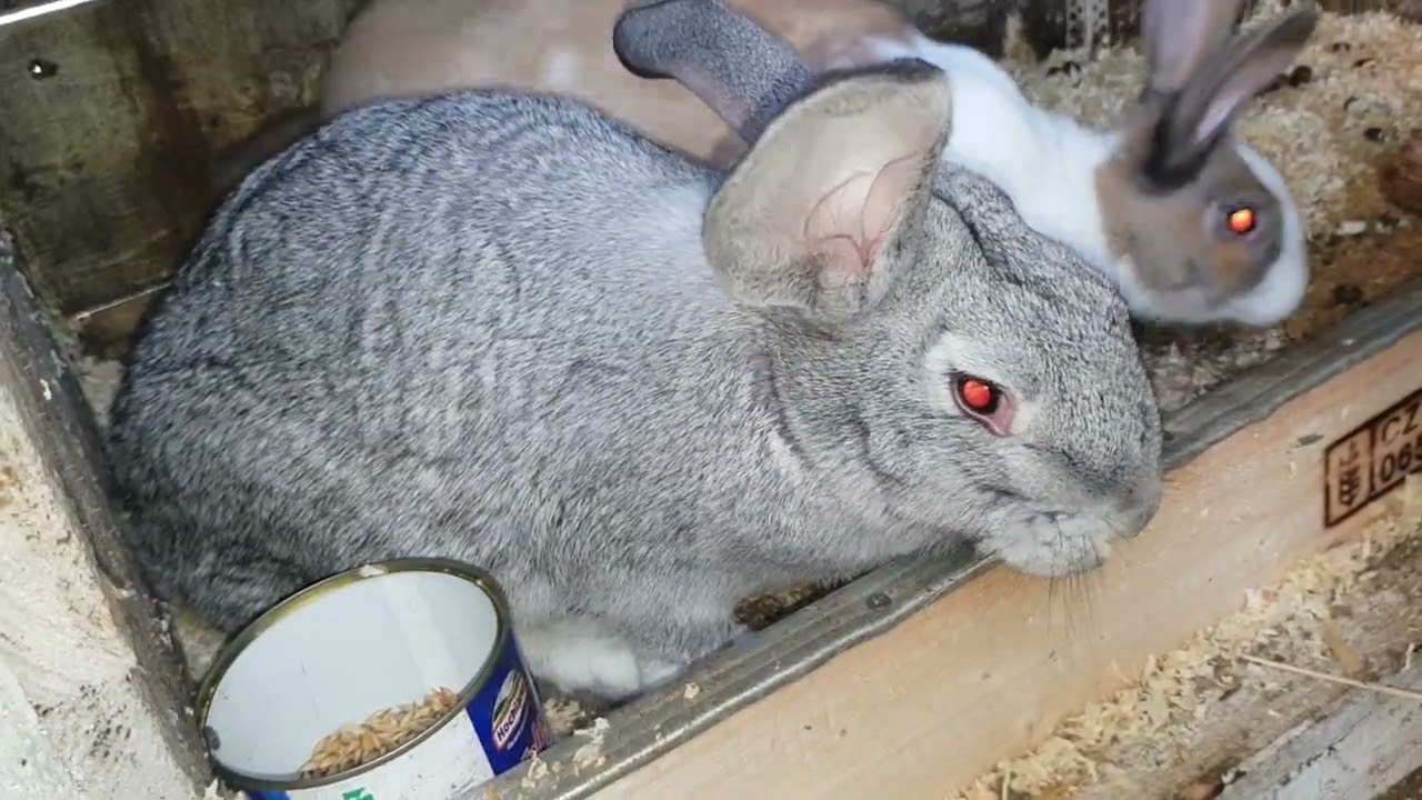 Cand se da iepuroaica la iepuroi?When does the rabbit mate?  FGB Ep. 564