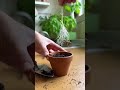 Si votre basilic du supermarché meurt, c’est sûrement à cause de cette erreur