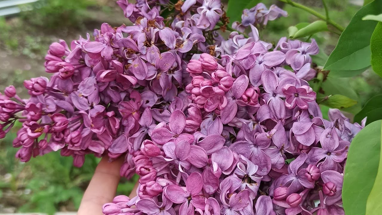 Yapon qizlar seks video