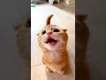 甘え声で鳴く子猫がかわいすぎるて天使【#shorts】
