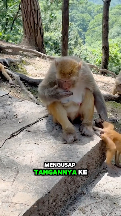 REAKSI MONYET DIKASIH DURIAN! LANGSUNG KEBAUAN😂