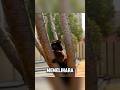 JANGAN PELIHARA KUCING HITAM😱⁉️ #videoviral #kucinglucu #hewanlucu