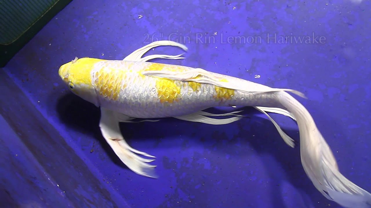 Jumbo Butterfly Koi For Sale From NextDayKoi.com - YouTube