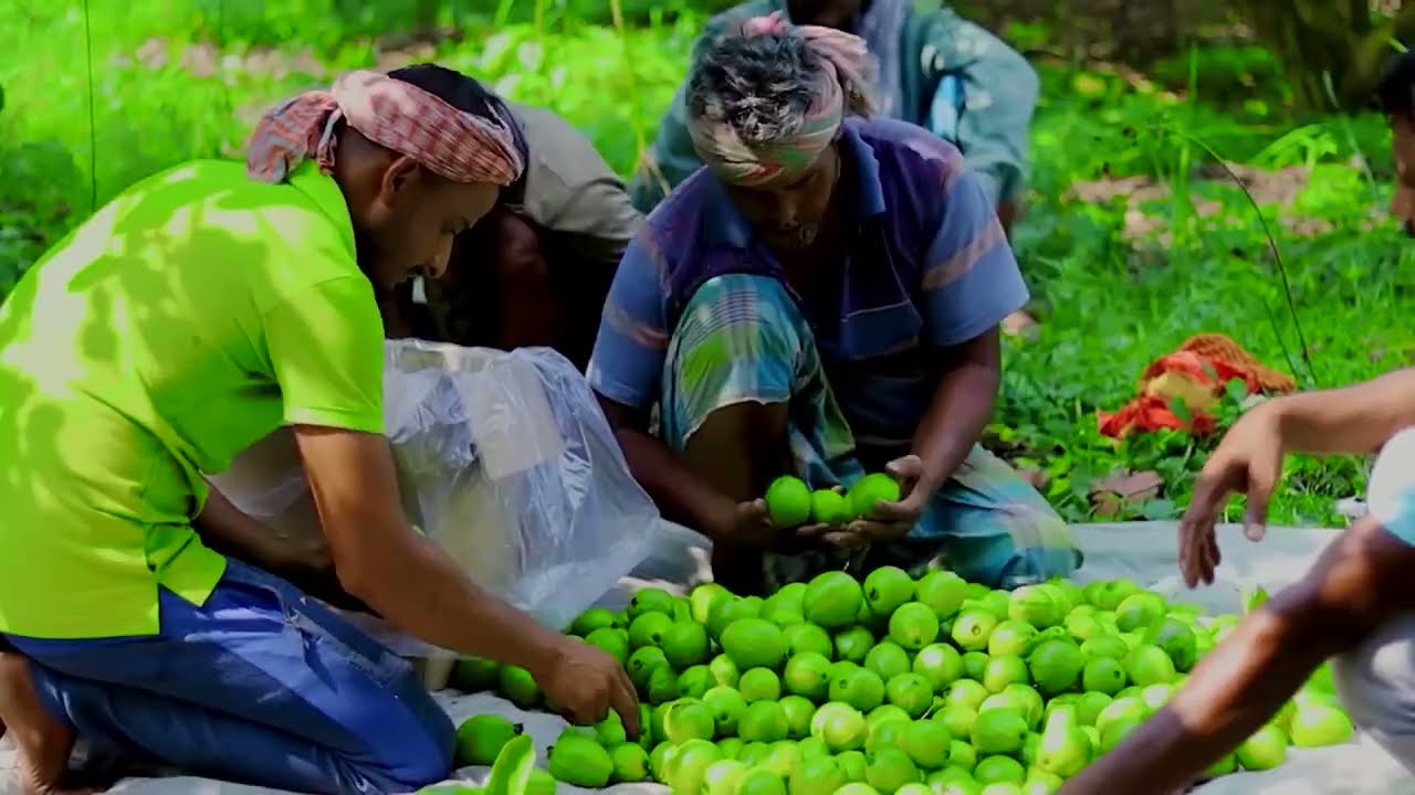 সিও সংস্থার উপকারভোগী কৃষি উদ্দোক্তা মোঃ মাসুম বিল্লাহ এর  পেয়ারা ও মালটার সমন্বিত ফল চাষ প্রকল্প