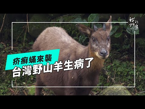 疥癬蟎來襲 - 台灣野山羊生病了｜疫情正悄悄擴張(我們的島 第1252集 2024-04-22)