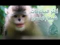 القرد الأفطس الأنف أكثر المخلوقات شبها بالإنسان