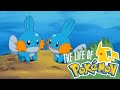 "The Life of Pokemon: Mudkip"