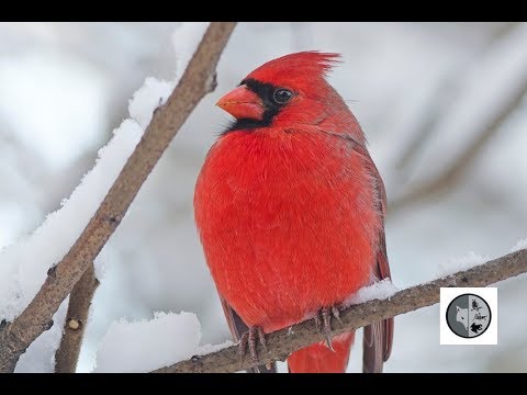 Vidéo: Quelle est la différence entre un rouge-gorge et un cardinal ?