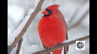 Chant Du Cardinal Rouge Song Of The Northern Cardinal Youtube Chant Du Cardinal Rouge Song Of The Northern Cardinal Youtube