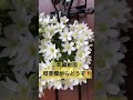 クレマチスカートマニージョー満開です【園芸】
