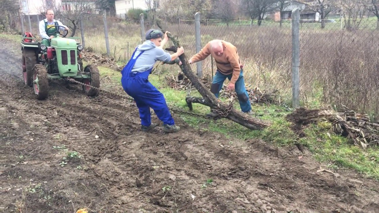 Traktor vs Gyümölcsfa , kertszántás 2019