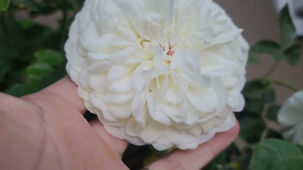 David Austin tranquility and golden celebration