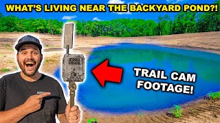 What's LIVING Near the BACKYARD POND?!?! (Surprising Find)