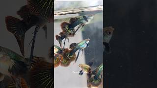 ഡ്രാഗൺ കുഞ്ഞുങ്ങൾ 🙂 dark knight dragon guppy #guppy #guppyfishfarming