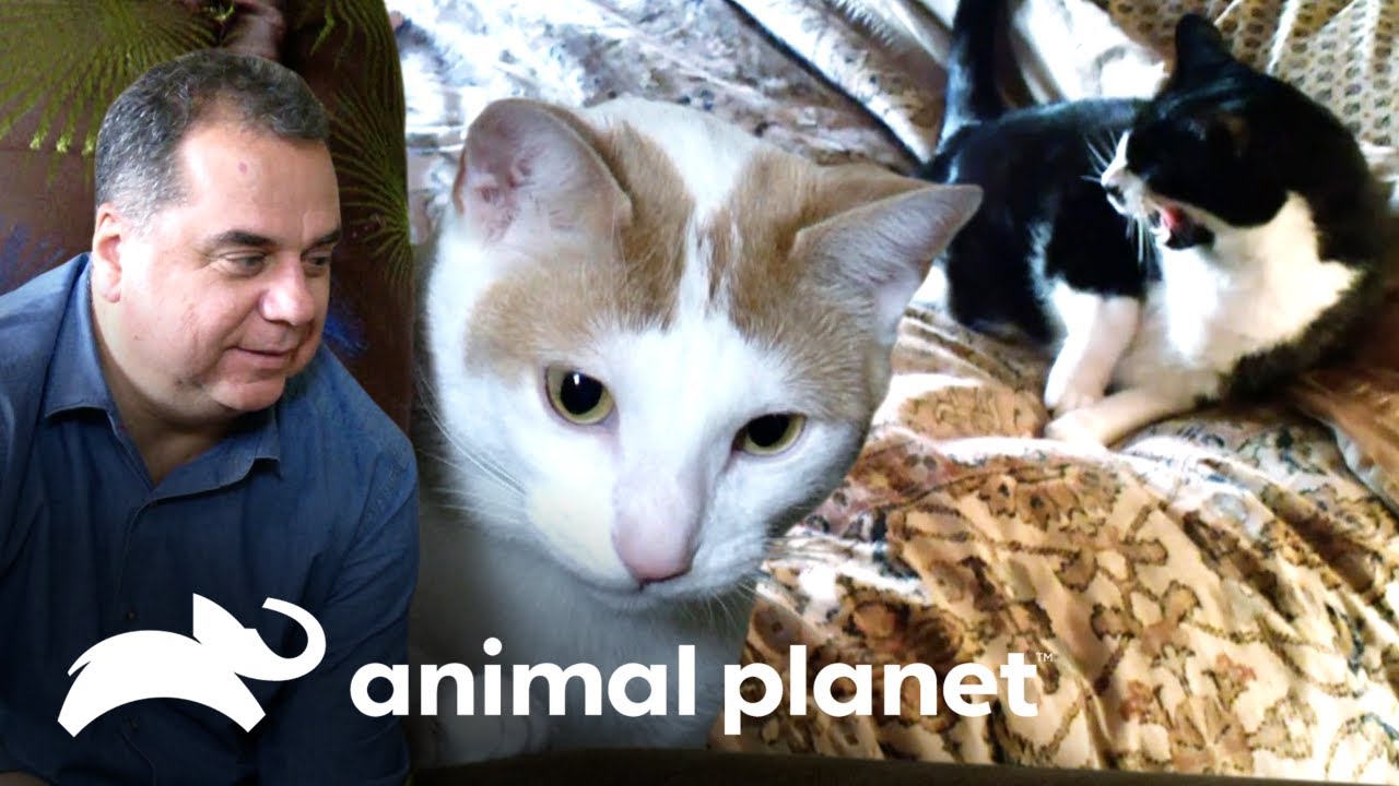 Dono tem medo que um gato mate o outro | Meu Gato Endiabrado | Animal Planet Brasil video editing software free