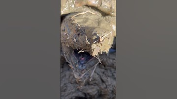 Giant Alligator Snapping Turtles In The Mud 😳#alligatorsnappingturtle #snappingturtle #turtle