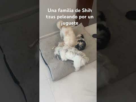 Pelea por un juguete una familia de #shihtzu
