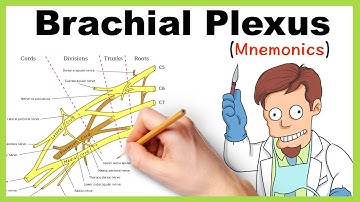 Brachial plexus Mnemonics