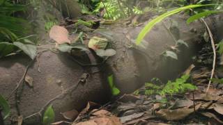 Planet Earth 08 Jungles Part 03