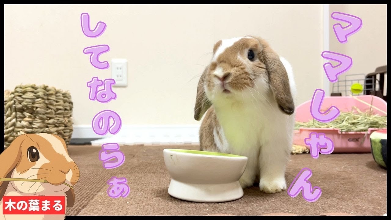 たれ耳うさぎが最近覚えた癖が可愛すぎるんだけど【ロップイヤー