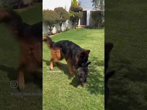 19999 only 😳😳😳 Female puppy 35k male Gsd puppy for sale 7404011155, 9728011133, 9896504757