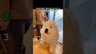 Dogs Funniest Winter Moments Ranked