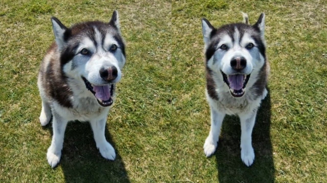 Husky's Face When I Tell him His Surprise!