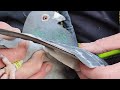 Speed bird theory  racing homer pigeon