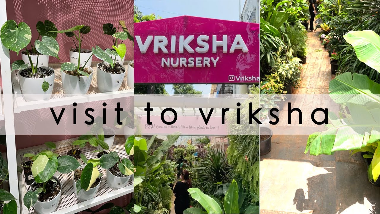 Visit to Vriksha Nursery , Mumbai and some RARE plants - YouTube