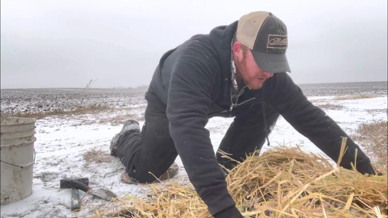 Hay/Straw set for coyotes YouTube