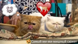 Международная выставка кошек 🐱 | Самое милое видео за всю историю 31-го кадра 😻 Международная выставка кошек 🐱 | Самое милое видео за всю историю 31-го кадра 😻