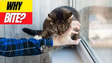 What Your Cat Really Means When They Bite You (It’s Surprising)