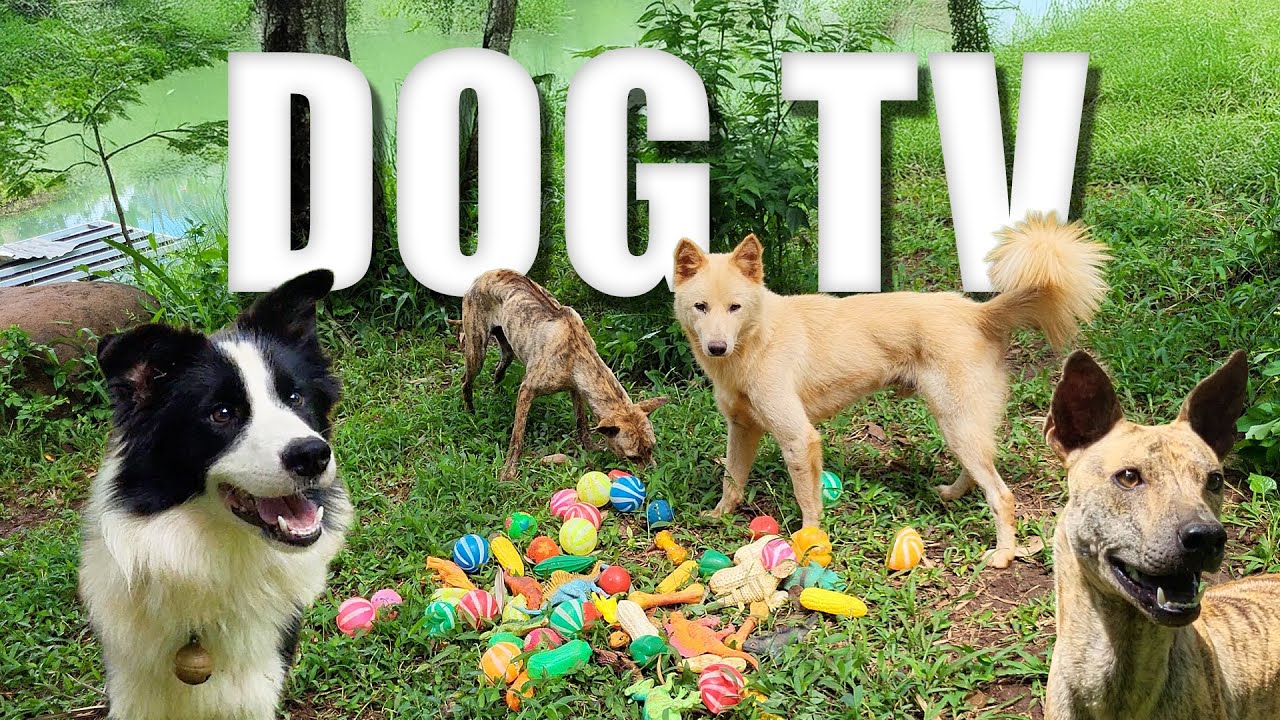 Videos for Dogs to Watch 🐶 Dog TV: Daycare Entertainment for Your Dog 🐶 Anti Anxiety Dog Music
