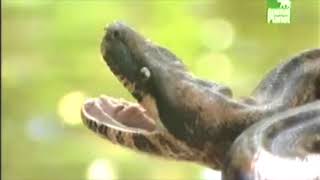Steve Irwin vs Bear Grylls & A Boa Constrictor