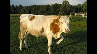 Корова Есенин