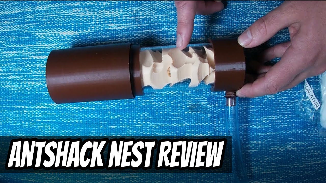 Antshack Athens nest review!
