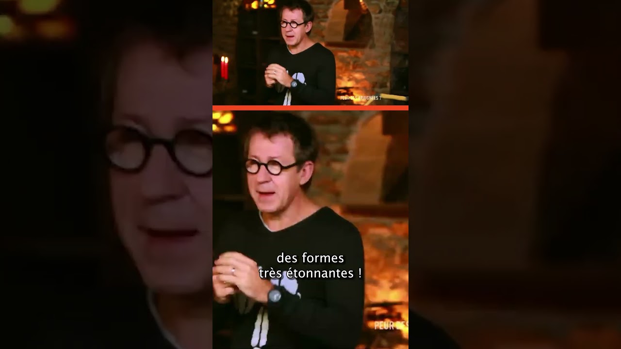 Les araignées de maison sont dangereuses 🕷️ 