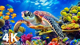 Ocean 4K - ปลาแนวปะการังที่สวยงามในพิพิธภัณฑ์สัตว์น้ำ สัตว์ทะเลเพื่อการพักผ่อน #26