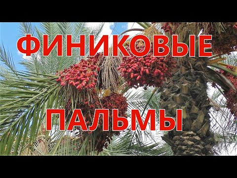 Финиковые пальмы/Date palms