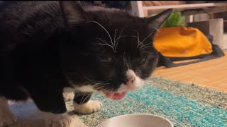白い粉を入れられてるとは知らずに夢中でちゅーるをむさぼるもんた...